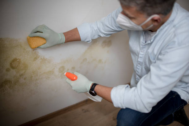 Best Emergency Mold Removal  in Berkley, MI