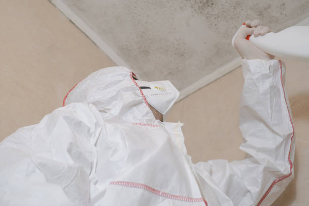 Best Toxic Mold Removal  in Berkley, MI