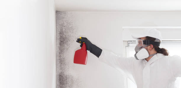 Best Black Mold Removal  in Berkley, MI