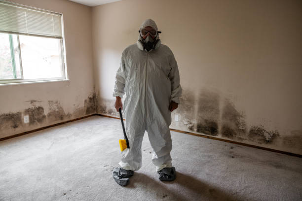 Reliable Berkley, MI Mold Removal Solutions