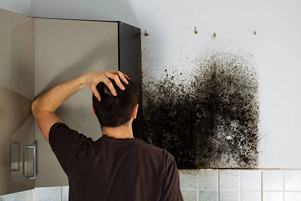 Office Mold Removal Services in Berkley, MI