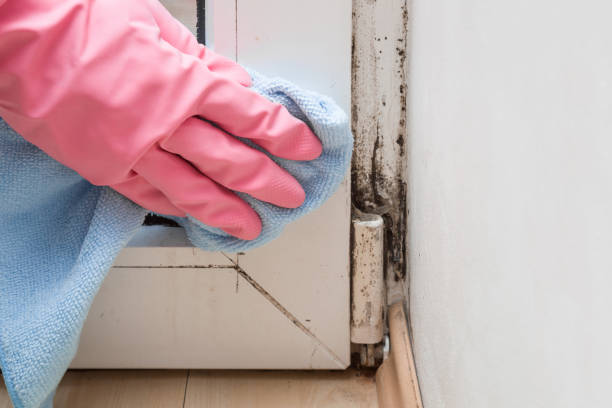 Best Mold Removal Company Near Me  in Berkley, MI